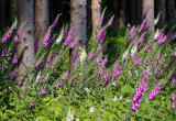 Naparstnica purpurowa to bylina leśna, która rozmnaża się poprzez wysiew nasion