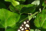 piękny motylek Niedzwiedziówka Włodarka wpada do mojego ogrodu już drugi rok, ponoć można je spotkać tylko w Wielkopolsce!
