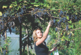 Regularne przycinanie winorośli zapewnia obfite plony.