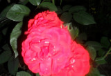 róża nocą ,w moim ogrodzie