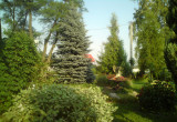 Srebrny świerk jest najstarszym iglakiem w naszym ogrodzie.