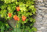 tulipany i trzmielina