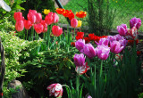 Tulipany, które przyciagaja wzrok, każdego z przechodniów.