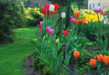 Tulipany - to duma mojego ogrodu