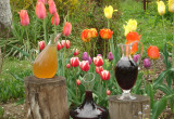Wino z winogron tłoczone,
Z tulipanami zaprzyjaźnione.