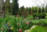wiosna jest u mnie najpiękniejsza,tulipany,szafirki i hiacynty tworzą barwne kobierce