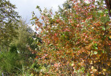 Aronia jesienią jest niewątpliwie ozdobą ogrodu.