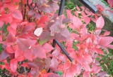 Borówka amerykańska-latem pyszne owoce,jesienią kolorowe liście