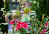 Dzieciaczki uwielbiają chować się za dorodną różą przed mamą gdy woła na obiad:)