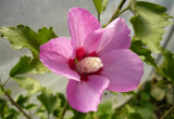 Hibiskus ogrodowy - kupiony jako magnolia w Bricomarche, ehh