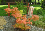 Klon japoński Acer japonicum 'Vitifolium'
