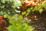 Klon Shirasawy Acer shirasawanum 'Aureum' 