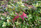Kolorowe liście tawuły