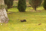 Mała ruda orzech w łapkach uszka w sztorc odwiedza mój ogródek.