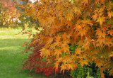 Motyw jesienny w ogrodzie