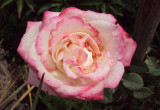 Piękna, dwukolorowa pełna róża