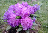 Rhododendron Fioletowy <3