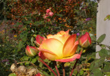 Róża Bradford w jesiennych kolorach.