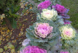 W naszym ogrodzie stworzyłam rabatę z kapusta ozdobną, prezentuje się efektownie jesienią  w okresie gdy wiele roslin traci swój wdzięk