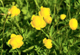 Aby pełnik mógł od maja do czerwca rozwijać swe intensywnie żółte kwiaty, musi być posadzony jesienią