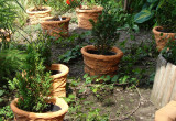Ciemny bluszczowy zakątek ogrodu rozweselają róże i bukszpany posadzone w pomarańczowych pojemnikach. 
