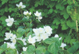 Jaśminowiec wonny jest niewymagającym i odpornym na mróz krzewem. Drobne kwiaty o silnym aromacie pojawiają się w maju.