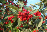 Kalina ma błyszczące, intensywnie czerwone owoce zebrane w dorodne grona. Są jadalne i zawierają dużo witaminy C.