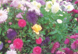 Kolorowe astry polecam do nasadzeń szczególnie młodym ogrodnikom. Kwiaty te nie 
są wymagające, za to bardzo wytrzymałe.