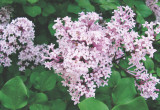 Lilak Meyera 'Palibin' to miniaturowy bez. Wiosną zachwyca kwiatami o intensywnej woni, a jesienią – barwnymi liśćmi.