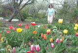 moja babcia
w tulipanach