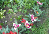 moje biedne tulipany 
zaledwie 5 dni później
sprane przez deszcz