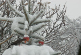 „Owoce wiszące na iglakach są cennym pokarmem dla wielu gatunków ptaków. Stanowią także oryginalną dekorację zimowego ogrodu”, pisze nasza czytelniczka.