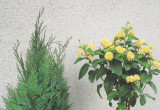 Rośliny doniczkowe dobrze kontrastują z surowym murem domu.