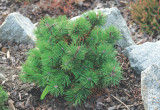 Sosna górska 'Kobold' ma intensywnie zielone, grube igły. Jej zwarty pokrój sprawia, że można ją sadzić na skalniakach.