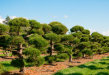 Sosna górska, zwana kosodrzewiną, sprawdzi się w ogrodach utrzymanych w stylu japońskim