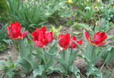 tulipanowo
papuzie