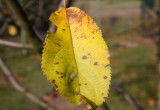 Żółty jesienny liść 