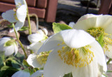 Ciemiernik biały, obficie obsypany kwiatami