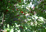 Czerwone owoce derenia jadalnego są bogatym źródłem witaminy C