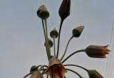 Czosnek ozdobny Nectaroscordum