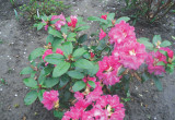 Najlepsze pH gleby dla różaneczników to 4,5-5.