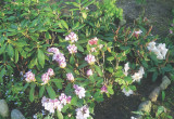 Rododendronom trzeba zapewnić kwaśną glebę.
