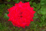 Róża wielokwiatowa, bardzo podoba mi się gdy na płatkach są krople letniego deszczyku