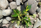 Wiązówka błotna variegata z kwiatem (czerwiec), ale chyba jej ozdobą są jednak liście