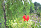 Wiązówka błotna variegata ze swoimi wiechami kwiatowymi