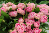 Zwiędnięte róże odzyskają wigor, jeśli całe kwiaty zanurzymy w wannie lub misce z zimną wodą.