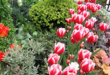 kobierzec tulipanowy