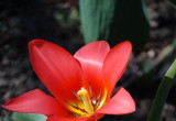 nowy tulipan