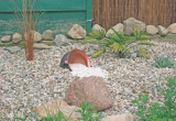Różnokolorowy żwir i zróżnicowane wielkością kamienie to podstawowy budulec skalniaka.
