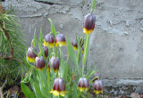 Szachownica asyryjska zwana też lisią ma purpurowo-żółte kwiaty.